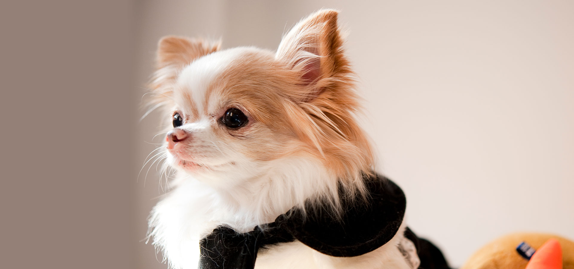 Dog Salon ONE WAN