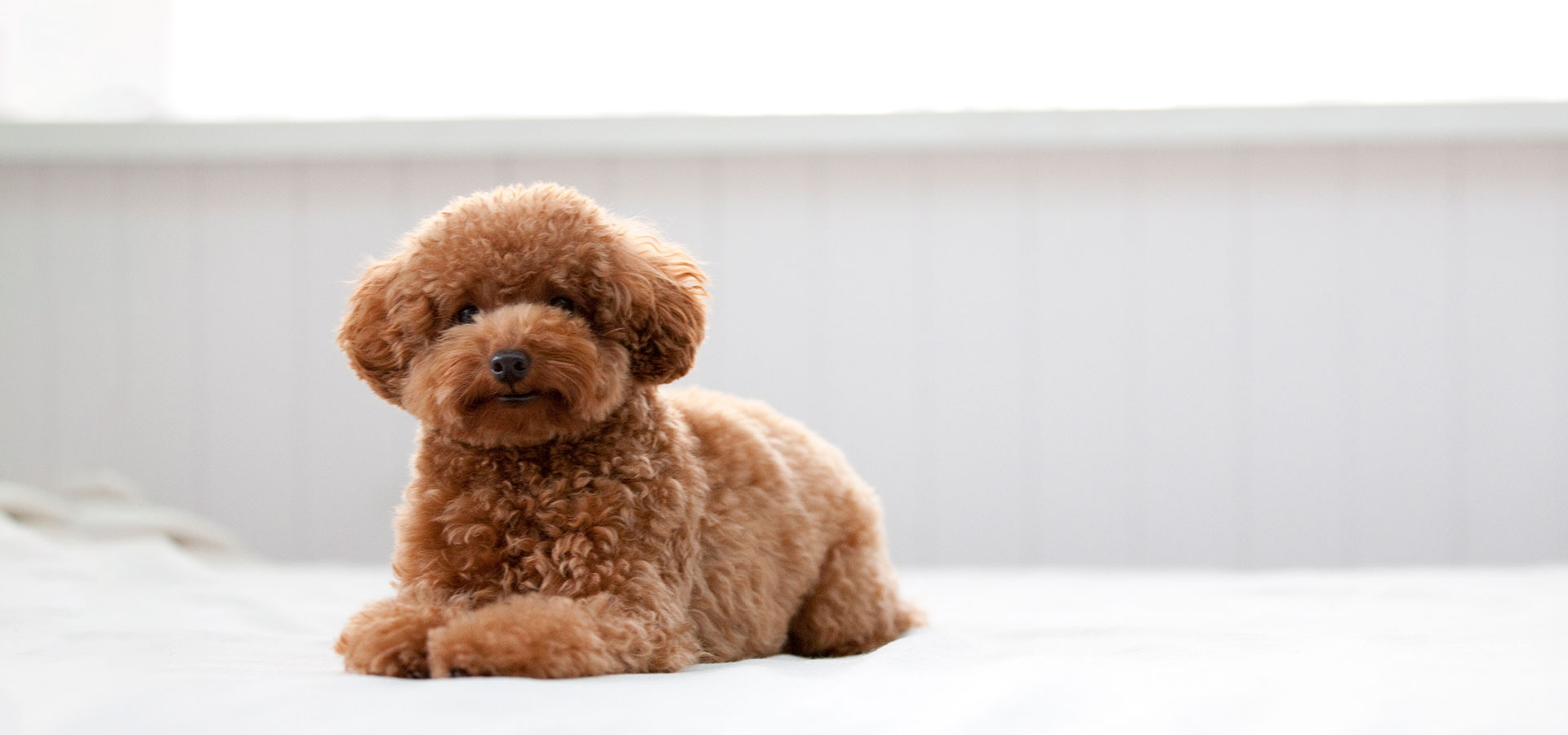 Dog Salon ONE WAN
