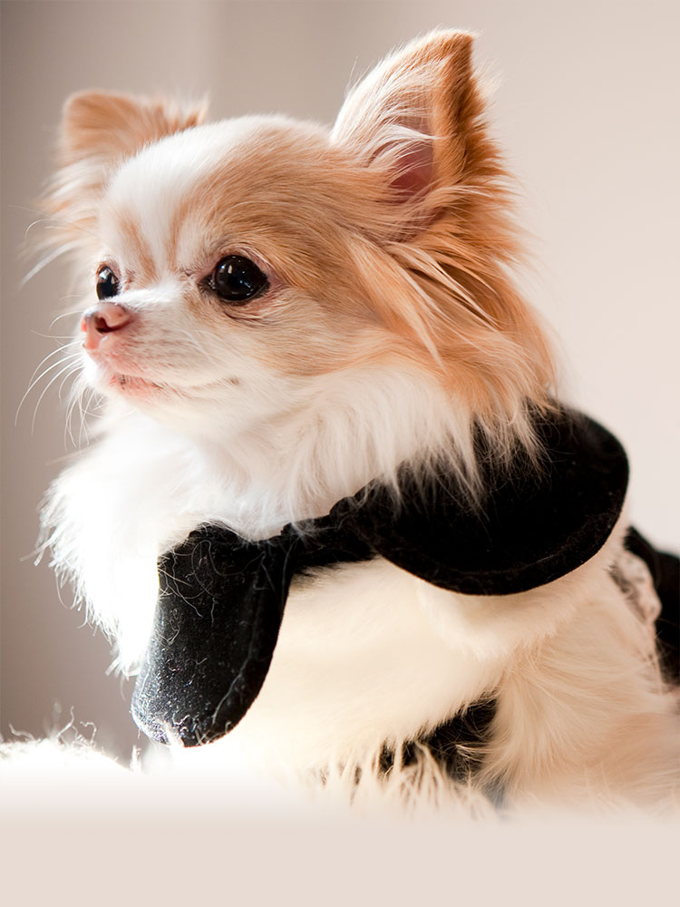 わんわん 犬用シャンプー・トリミング用品のネットショップ「wanx ワンクス」