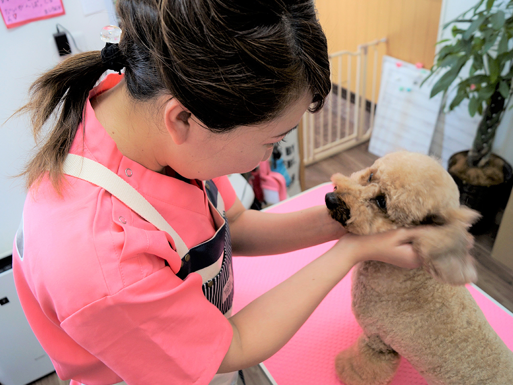 初めてワンちゃんを飼う方へ